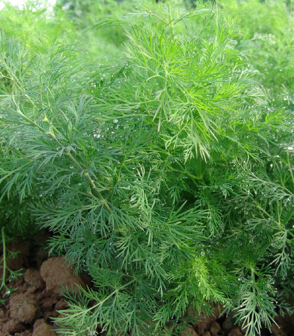 Kôpor voňavý Moravan - semená - Anethum graveolens - 500 ks