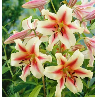 Ľalia Lavon - Lilium - cibuľoviny - 1 ks