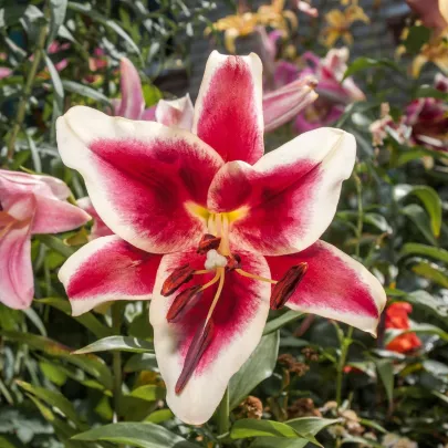 Ľalia Garden Pleasure - Lilium x hybridum - cibuľoviny - 1 ks