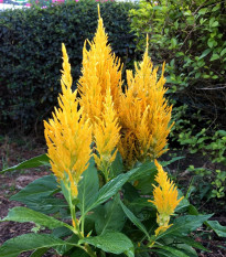 Plamenník žltý - Celosia plumosa - semená - 50 ks