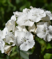 Klinček bradatý Sweet William - Dianthus barbatus - semená - 18 ks