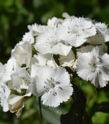 Klinček fúzatý Sweet William - Dianthus barbatus - semená - 150 ks