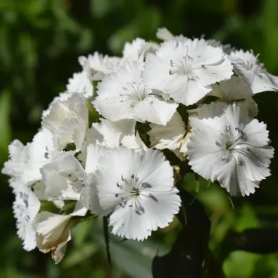 Klinček bradatý Sweet William - Dianthus barbatus - semená - 18 ks