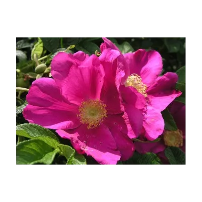 Ruža vráskavá - Rosa Rugosa - semená ruže - 10 ks