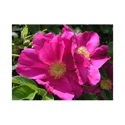 Ruža vráskavá - Rosa Rugosa - semená ruže - 5 ks