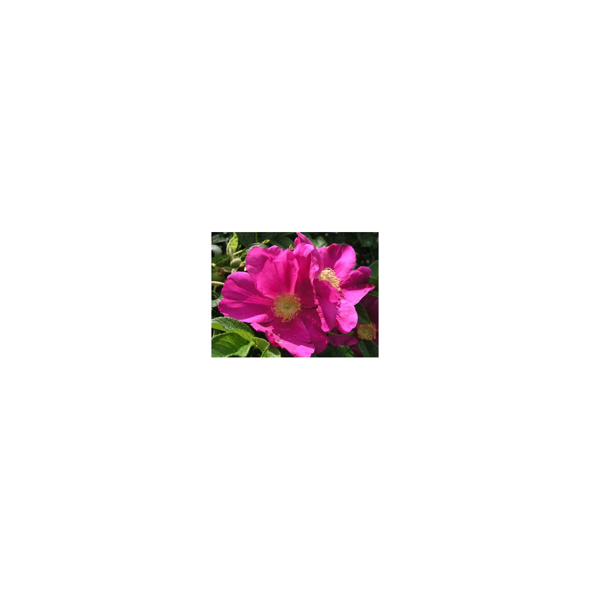 Ruža vráskavá - Rosa Rugosa - semená ruže - 10 ks