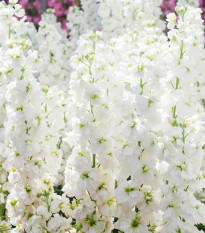 Fiala letná Anytime White - Matthiola incana - semená - 60 ks