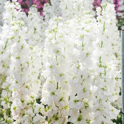 Fiala letná Anytime White - Matthiola incana - semená - 60 ks