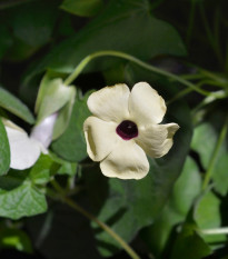 Čiernooká Zuzana krídlatá biela - Thunbergia alata - semená - 15 ks