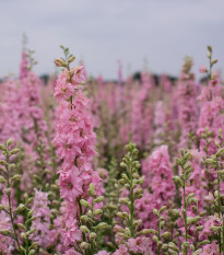 Ostrôžka Qis Rose - Delphinium consolida - semená - 100 ks