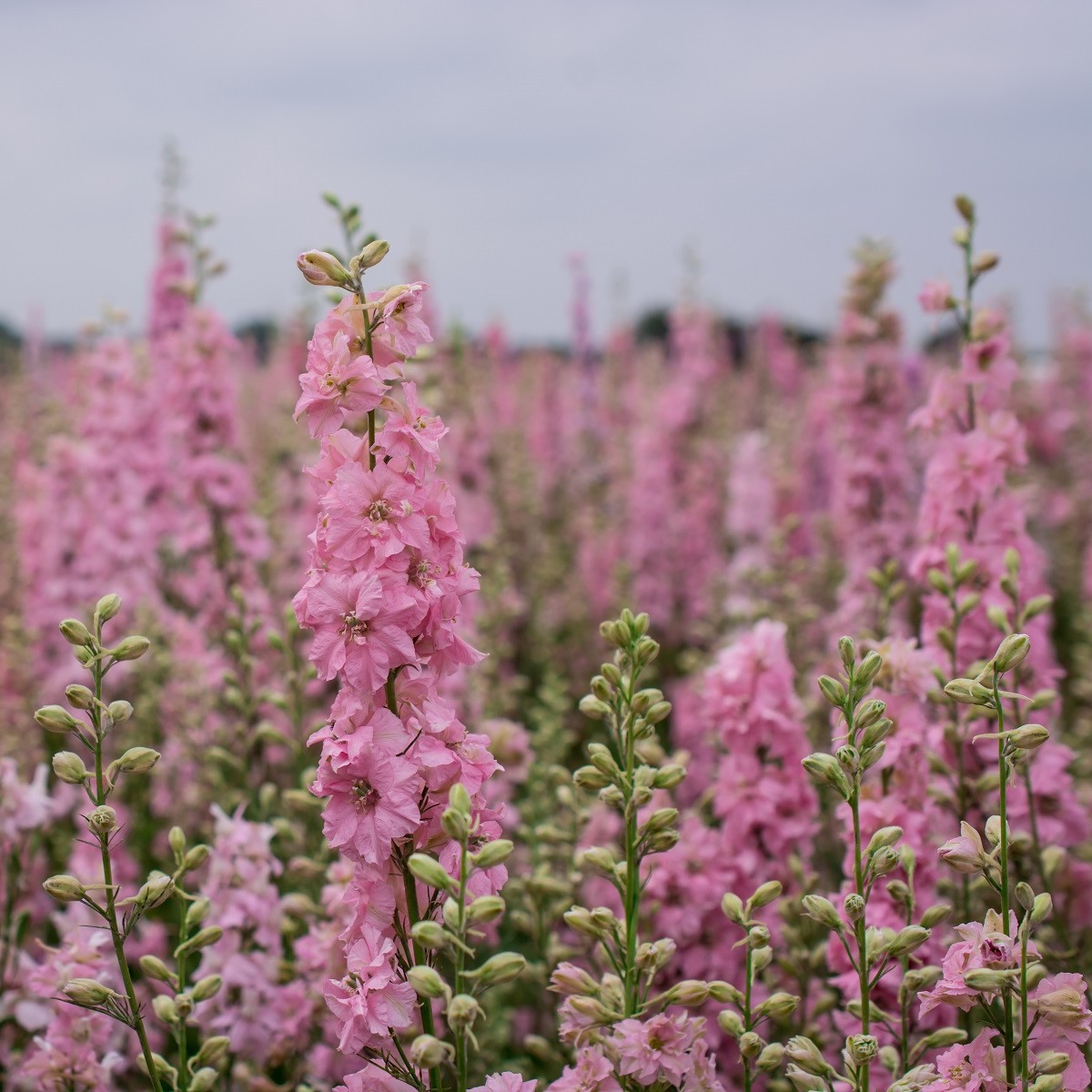 Ostrôžka Qis Rose - Delphinium consolida - semená - 100 ks