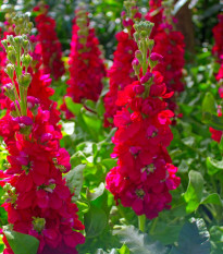 Ostrôžka Carmine King - Delphinium consolida imperialis - semená - 100 ks