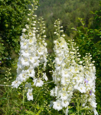 Ostrôžka biela - Delphinium consolida - semená - 100 ks