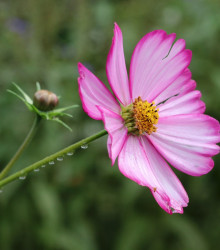 Krasuľka perovitá Fizzy Rose - Cosmos bipinnatus - semená krasuľky - 80 ks