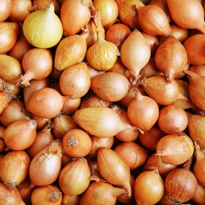 Cibuľa sadzačka zimná Shakespeare - Allium cepa - cibuľky - 500 g