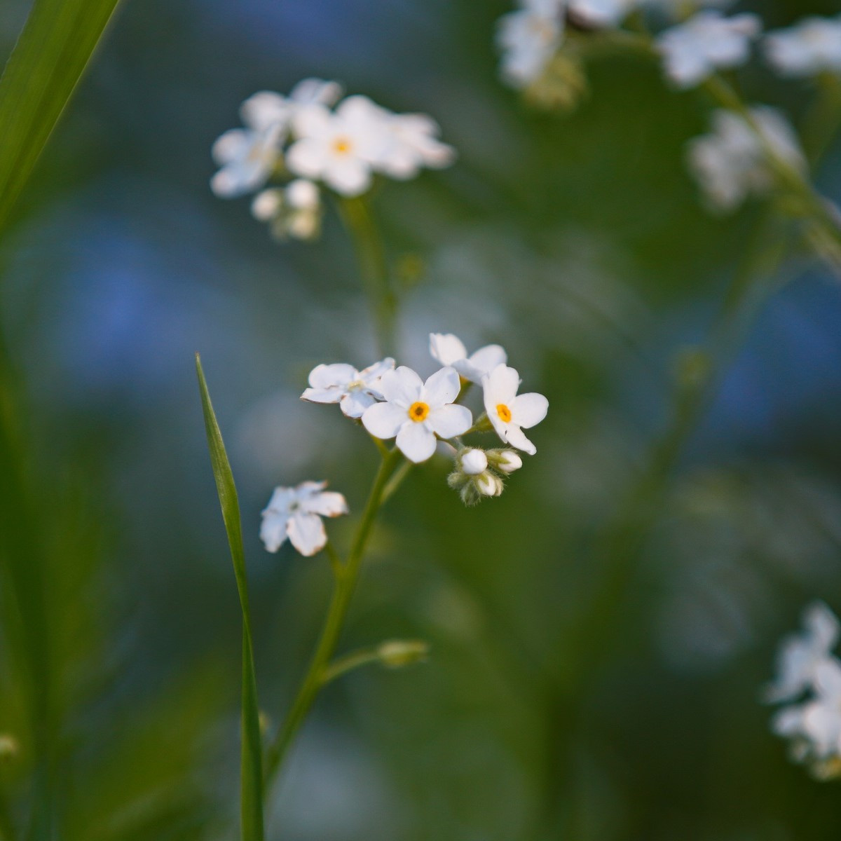 Nezábudka lesná Snowsylva - Myosotis sylvatica - semená - 60 ks