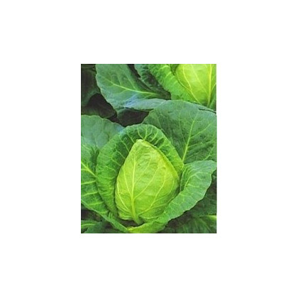 Zelí bílé - velmi rané - semena zelí - Brassica oleracea - 0,8 gr