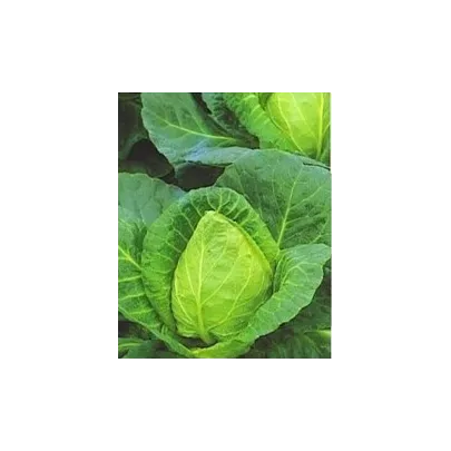 Kapusta biela - veľmi skorá - Brassica oleracea - semená - 0,8 g