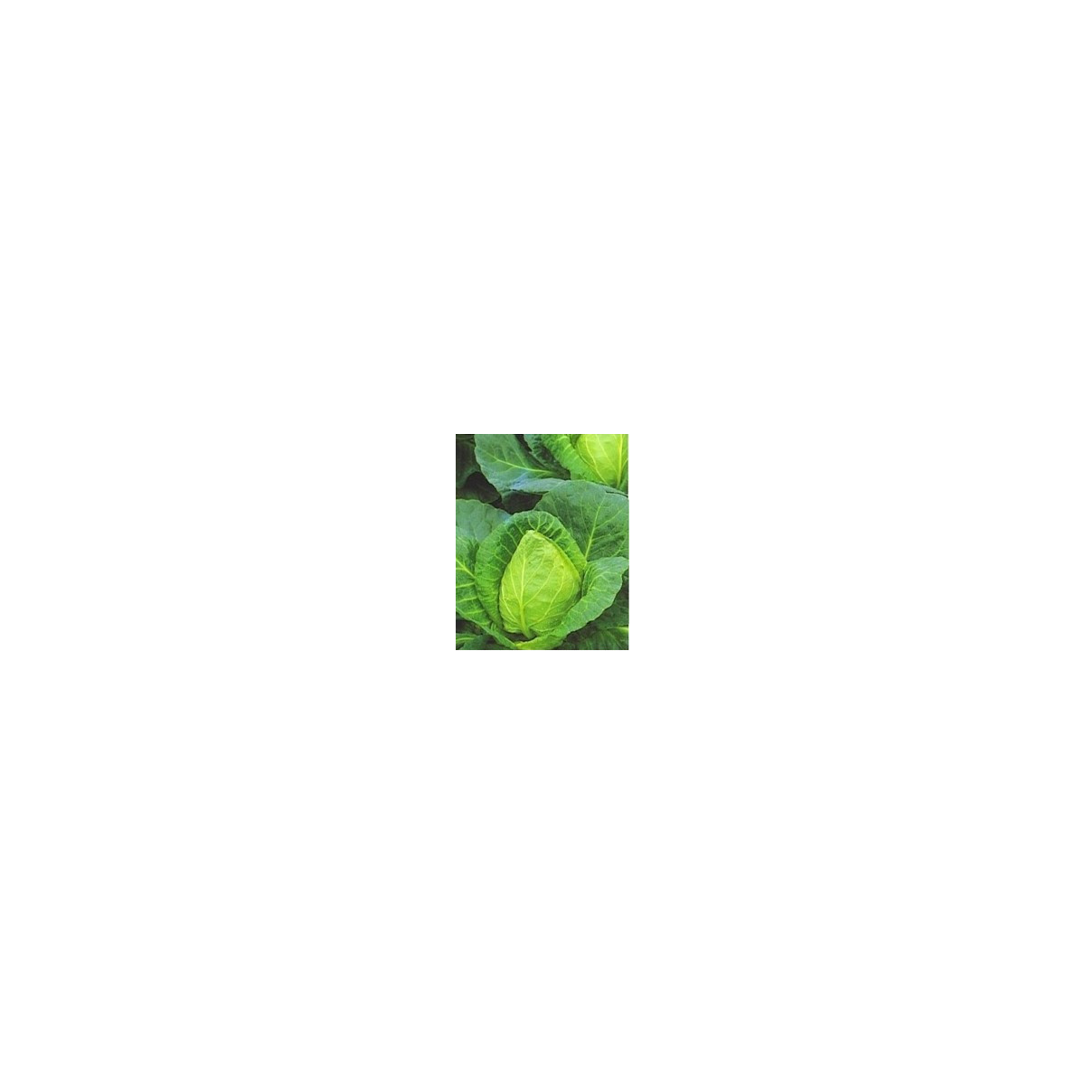 Kapusta biela - veľmi skorá - Brassica oleracea - semená - 0,8 g