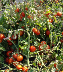 Paradajka Dalimil - kríčková odroda - predaj semien paradajok - 0,1 g