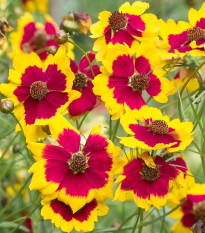Krásnoočko Incredible Dwarf Mix - Coreopsis hybrida - semená - 200 ks