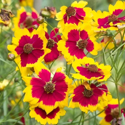 Krásnoočko Incredible Dwarf Mix - Coreopsis hybrida - semená - 200 ks