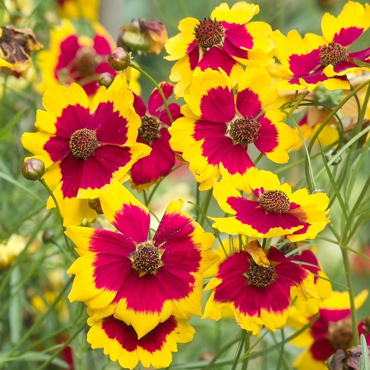 Krásnoočko Incredible Dwarf Mix - Coreopsis hybrida - semená - 200 ks