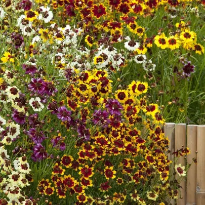 Krásnoočko Incredible Dwarf Mix - Coreopsis hybrida - semená - 200 ks