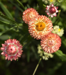 Slamiha listnatá Silvery Rose - Helichrysum bracteatum - semená - 500 ks