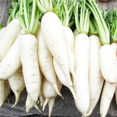 Reďkovka Cencúľ - Raphanus sativus - semená - 100 ks