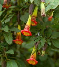 Durman krvavý - Brugmansia sanguinea - semená - 7 ks