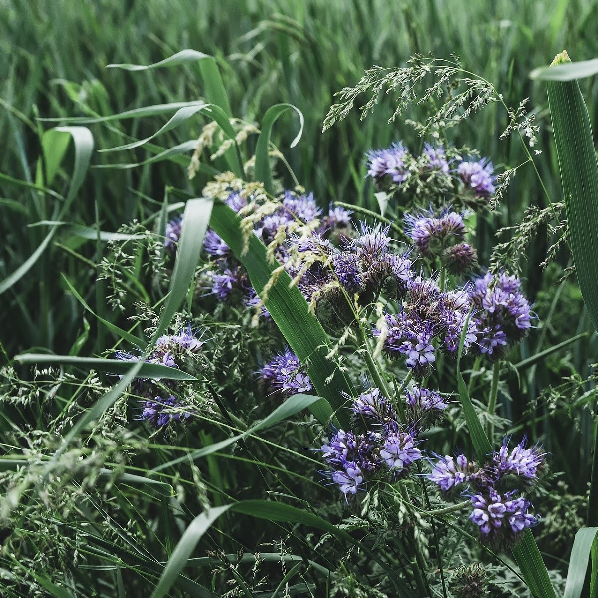 Bylinková kytička - Planta Naturalis - lúčna zmes - 10 g