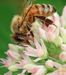 Medonosné kvety pre včely - Golden Line - trávna zmes - 10 g