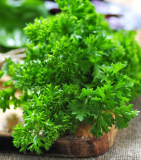 Petržel Gigante d' Italia - Petroselinum crispum - semená - 300 ks