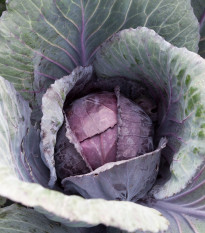 Kapusta Pourova červená - Brassica oleracea - semená - 200 ks