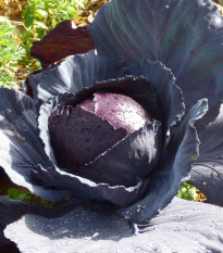 Kapusta Moderat - Brassica oleracea - predaj semien kapusty - 150 ks