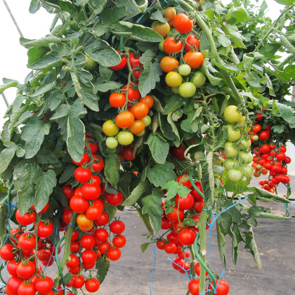 Paradajka Gallant F1 - Kolíková Paradajka - Solanum Lycopersicum - 10 Ks