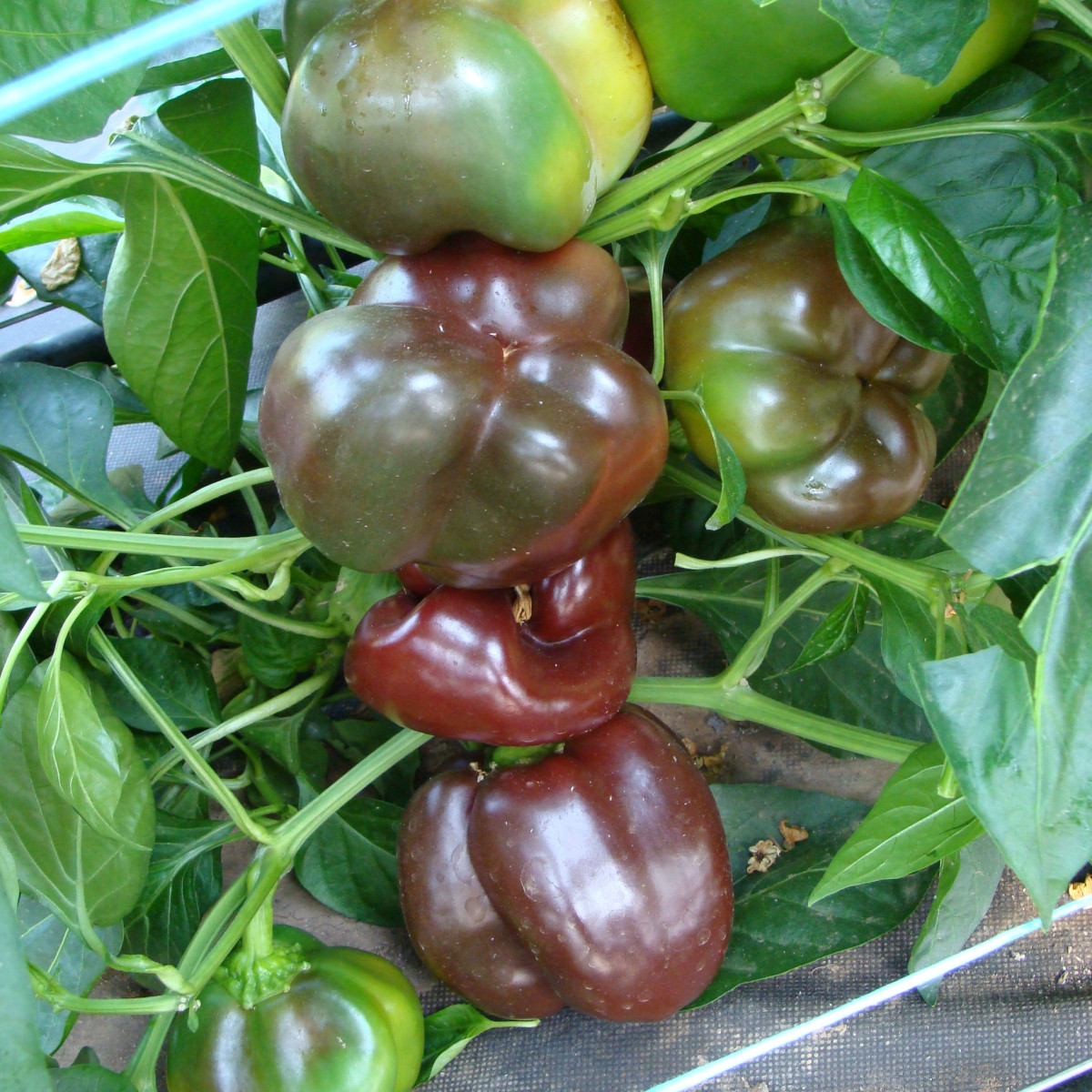 Paprika Ingrid - Capsicum annuum - semená - 40 ks