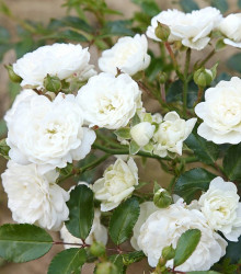 Ruža kríková pôdopokryvná - The white fairy - Rosa - voľnokorenné sadenice ruží - 1 ks
