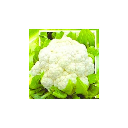 Karfiol poloneskorý Brilant – semená – 0,5 g