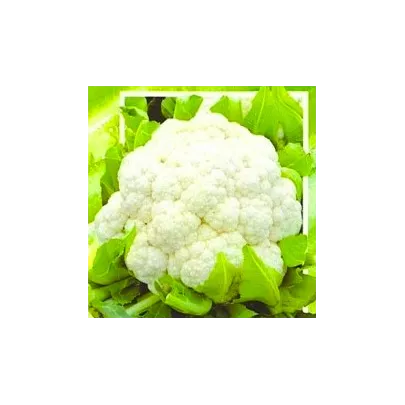 Karfiol poloneskorý Brilant - semená - 0,5 g