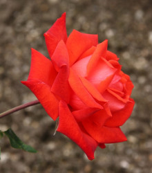 Ruža veľkokvetá červená Lidka - Rosa - voľnokorenné sadenice ruží - 1 ks