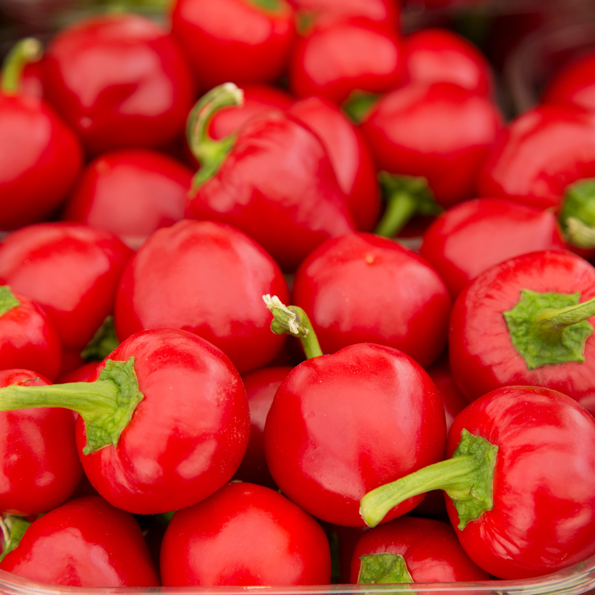 Paprika rajčinová Ontara - Capsicum annuum - semená papriky - 40 ks