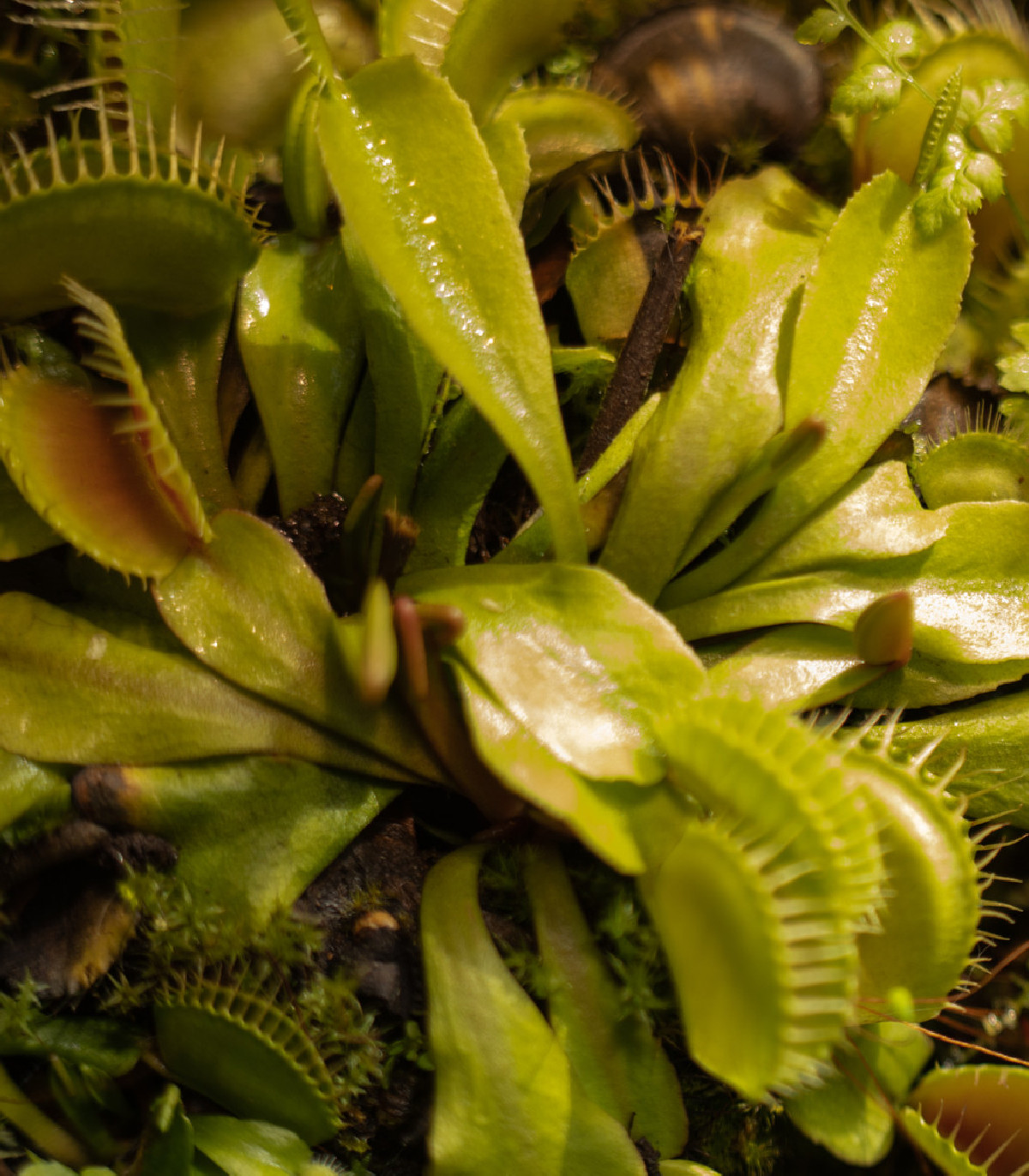 Mucholapka mix - mäsožravka - Dionaea - semená - 10 ks