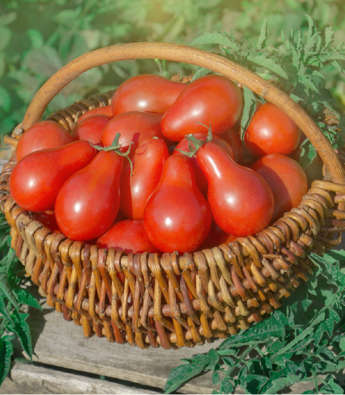 Paradajka Červená hruška - Solanum lycopersicum - semená - 7 ks