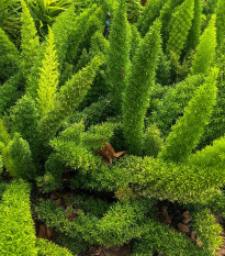 Sprengerova špargľa - Asparagus aethiopicus - semená - 12 ks