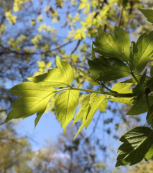Javor jaseňolistý - Acer negundo - semená - 12 ks