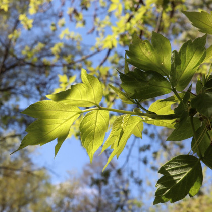 Semená javoru – Javor jaseňolistý – Acer negundo