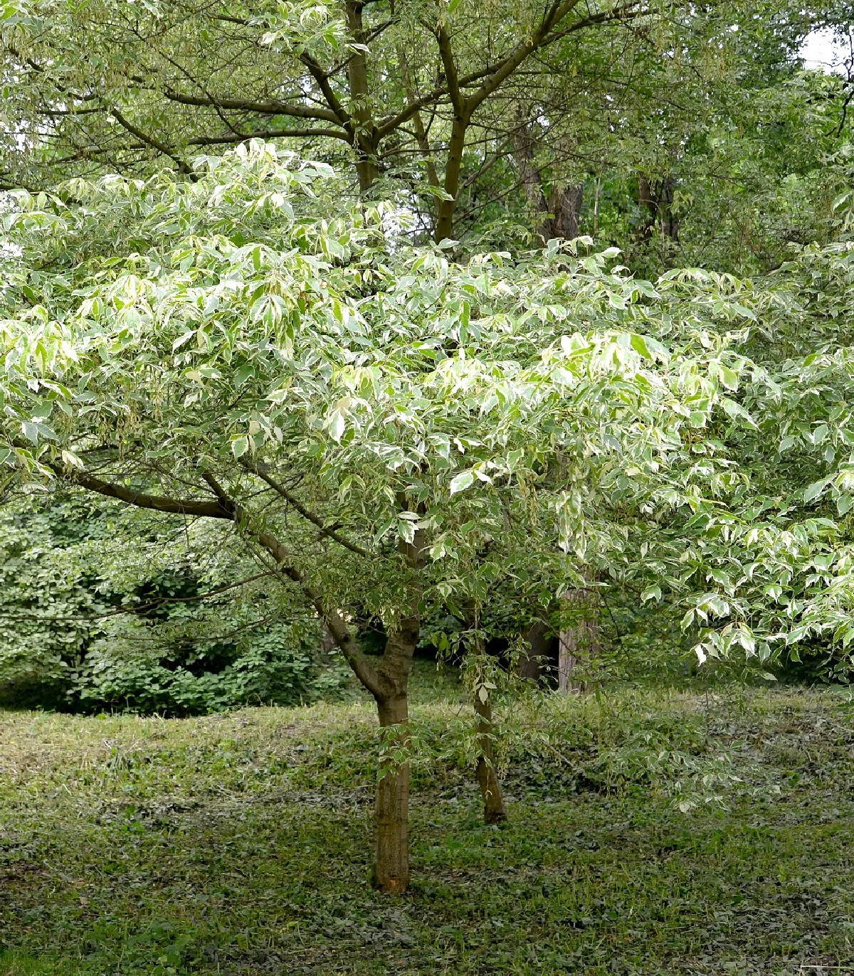 Semená javoru – Javor jaseňolistý – Acer negundo