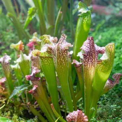Špirlica náhorná - Sarracenia oreophila var. ornata - semená - 8 ks